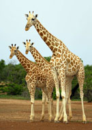Girafes du Niger © ASGN (3)
